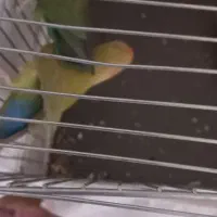 یک جفت کوتوله برزیلی زیبا و قشنگ|پرنده|قم, مجیدیه|دیوار