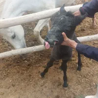 کره اسب ۵ روزه