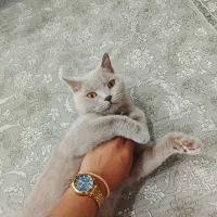 حیوان خانگی|گربه|کرمان, |دیوار