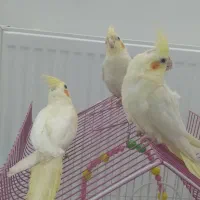 عروس هلندی لوتینو|پرنده|قرچک, مهدیه|دیوار