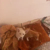 یک جفت پاکوتاه ۳ماهه بخاطر سازگاری بفروش میرسد|سگ|مشگین شهر, |دیوار