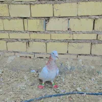 گرفتنی|پرنده|خرمشهر, |دیوار