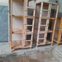 تولیدی/ جفت کن کبوتر/300 تومان