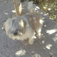 سگ پا کوتا نر و ماده|سگ|کرمان, |دیوار