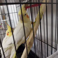 عروس لوتینو کار داده