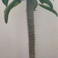 گل طبیعی ماداگسکا