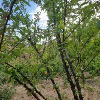 زمین ، باغ|فروش زمین و ملک کلنگی|کهن آباد, |دیوار