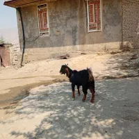 بز غاله