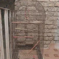 قفس پرنده