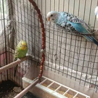 تعدادی پرنده...|پرنده|شیراز, وصال|دیوار