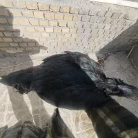 مرغ و خروس|حیوانات مزرعه|تهران, منیریه|دیوار