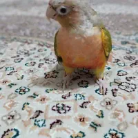 طوطیگرینچیک|پرنده|قائن, |دیوار