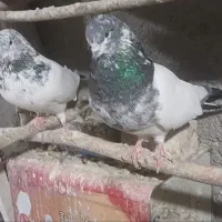 کله دم سبز نرو ماده