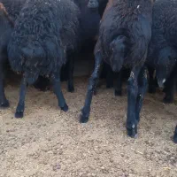 گوسفند. ۲۰راسبرهمادهقرهقزلافشارآبستندرجه۱