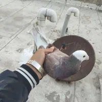 کفتر گرفتنی