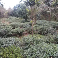 زمین کشاورزی مناسب برای گلخانه