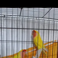 طوطی برزیلی زریکولیس صورت هلویی رنگ خاص