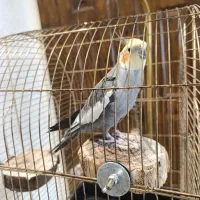 عروس هلندی|پرنده|تهران, خانی آباد نو شمالی|دیوار