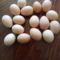 فروش تخم مرغ محلی کلی وجزیی|خوردنی و آشامیدنی|نهاوند, |دیوار