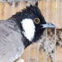 کمپلوی شمالی