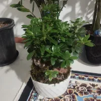 گل و گیاه اپارتمانی|گل و گیاه طبیعی|گلبهار, شهر جدید گلبهار|دیوار