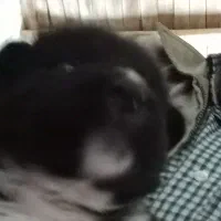 سگ پاکوتاه ۴ عددفروشی|سگ|تاکستان, |دیوار