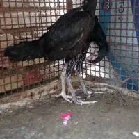 جوجه سیاه|پرنده|میناب, |دیوار