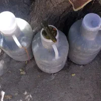 خیار شور