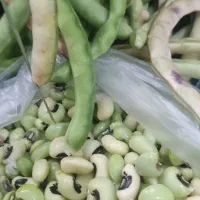 لوبیا چشم بلبلی