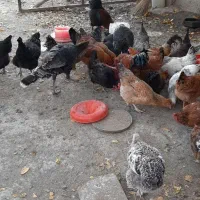 مرغ و خروس و بوقلمون