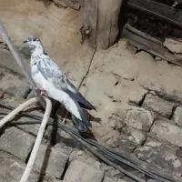 کفتر پرشی