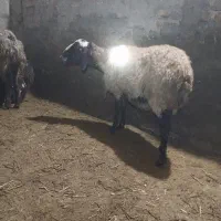 میش|حیوانات مزرعه|سلطانیه, |دیوار