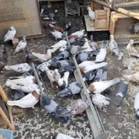 کبوتر یه جایی