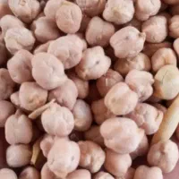 نخود سالم و درشت و خوشپخت