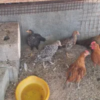 جوجه محلی بزرگ