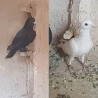 دوتا نر سوراخ