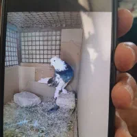 کفتر هما