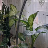 آباژور ایستاره