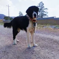 سگ قدرجونی|سگ|زرقان, |دیوار