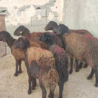 بره ماده قزل افشاری|حیوانات مزرعه|محمدیه-قزوین, |دیوار