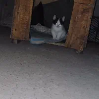 خانه ی حیوانات خانگی