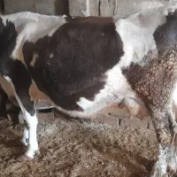 گاوسیمنتال|حیوانات مزرعه|داران, |دیوار