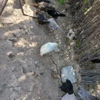 فروش ۲۵ عدد مرغ ،۷ عدد قاز