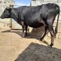 گاو ابستن
