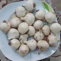 موسیر درجه یک کوهی