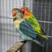 کوتوله مولدپاربلو