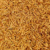 میلورم خشک|خزنده|مشهد, پنجتن|دیوار