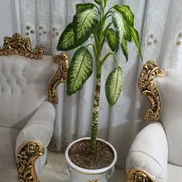 گل دیفن باخیا|گل و گیاه طبیعی|شاهرود, |دیوار