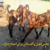 جنسونژاداصلدانهای۱۵م