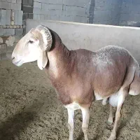قوچ چینی